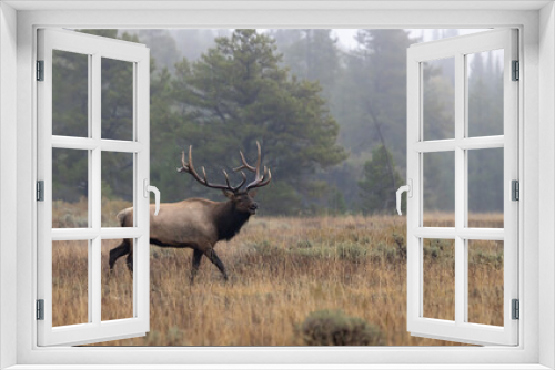 Fototapeta Naklejka Na Ścianę Okno 3D - Buil Elk in the Rut in Wyoming in Autumn