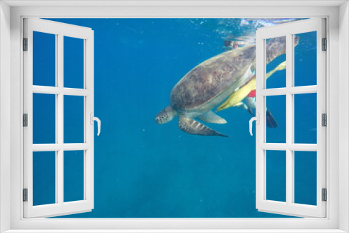 Fototapeta Naklejka Na Ścianę Okno 3D - green turtle chelonia mydas gentle giant