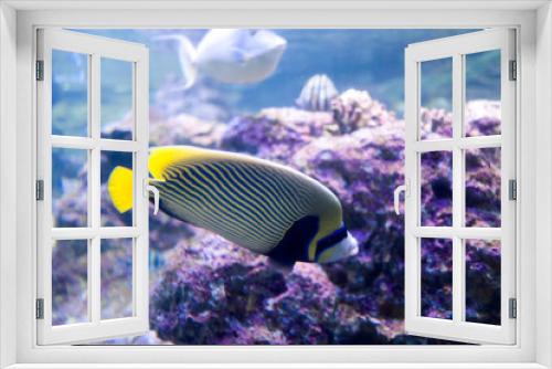 Fototapeta Naklejka Na Ścianę Okno 3D - Fish and marine fauna at the Genoa aquarium