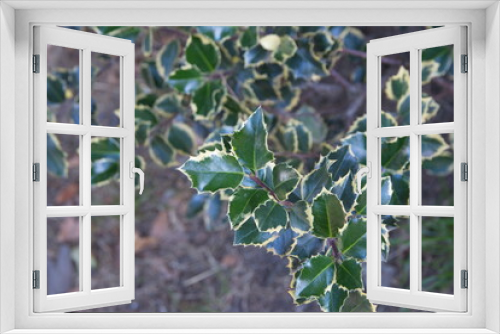 Fototapeta Naklejka Na Ścianę Okno 3D - Branch of Christmas holly,  Ilex aquifoliumon, variegated leaves, festive winter background 