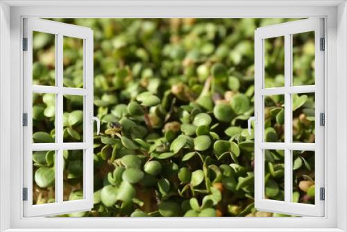 Fototapeta Naklejka Na Ścianę Okno 3D - Growing microgreen. Many sprouted arugula seeds as background, closeup
