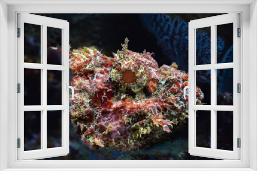 Fototapeta Naklejka Na Ścianę Okno 3D - Stone Scorpionfish Pacific Ocean Reef