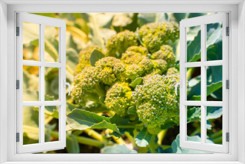 Fototapeta Naklejka Na Ścianę Okno 3D - Broccoli growing in a home garden on a sunny summer day. Growing healthy vegetables