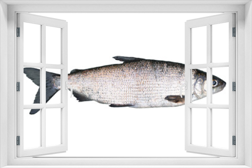 Fototapeta Naklejka Na Ścianę Okno 3D - Whitefish (Coregonus lavaretus) isolated on white background. Crude lake fish. Lake Whitefish.