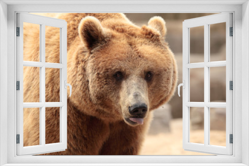 Fototapeta Naklejka Na Ścianę Okno 3D - wild brown bear