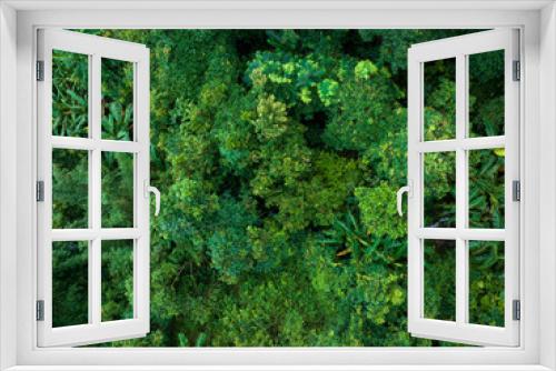 Fototapeta Naklejka Na Ścianę Okno 3D - Aerial view of tropical forest in summer