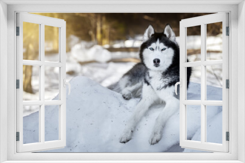 Fototapeta Naklejka Na Ścianę Okno 3D - Beautiful portrait of husky dog, snowy sunny forest, winter background. 