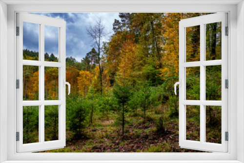 Fototapeta Naklejka Na Ścianę Okno 3D - Wiederaufforstung im Mischwald durch anpflanzen von jungen Bäumen