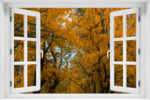 Fototapeta Naklejka Na Ścianę Okno 3D - Trees in forest during autumn