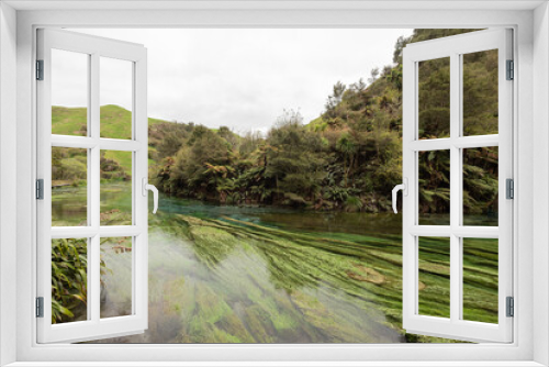 Fototapeta Naklejka Na Ścianę Okno 3D - The Waihou River at Blue Spring in the Waikato region of New Zealand. Crystal clear water, and lush green water weed.