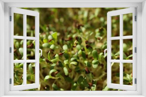 Fototapeta Naklejka Na Ścianę Okno 3D - Growing microgreen. Many sprouted arugula seeds as background, closeup
