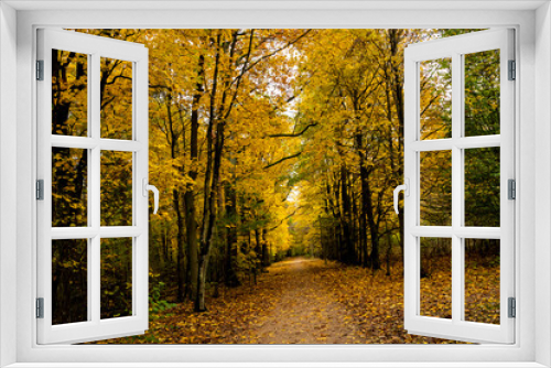 Fototapeta Naklejka Na Ścianę Okno 3D - beautiful forest in autumn, autumn forest, forest full of autumn golden colors