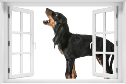 Fototapeta Naklejka Na Ścianę Okno 3D - dog barking