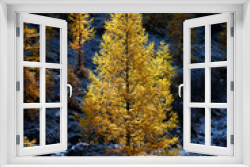 Fototapeta Naklejka Na Ścianę Okno 3D - European larch (Larix decidua) in autumn in Valais