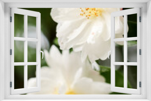 Fototapeta Naklejka Na Ścianę Okno 3D - 白い椿の花