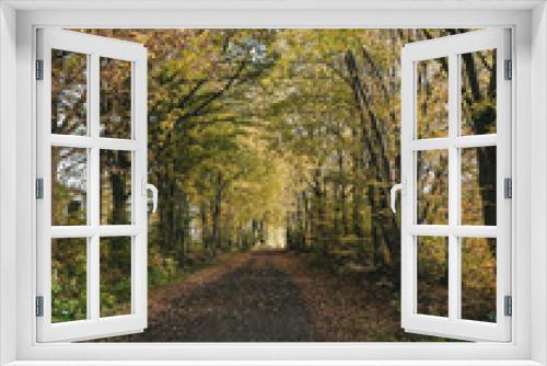 Fototapeta Naklejka Na Ścianę Okno 3D - autumn, forest, path, country, fall, leaves, season, 