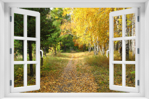 Fototapeta Naklejka Na Ścianę Okno 3D - Gold autumn landscape - path in a mixed forest