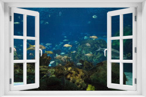 Fototapeta Naklejka Na Ścianę Okno 3D - Beautiful view of the underwater world