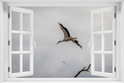 Fototapeta Naklejka Na Ścianę Okno 3D - Le vol des cigognes du Bal des Oiseaux Fantômes du Puy du Fou