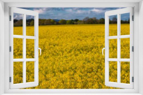 Fototapeta Naklejka Na Ścianę Okno 3D - A field full of rapeseed flowers. Beautiful landscape with white clouds on a blue sky during spring season. Brassica napus plant cultivated on the British field in a sunny day