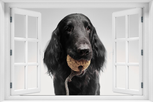 Fototapeta Naklejka Na Ścianę Okno 3D - Portrait of black flat-coated retriever isolated on white studio background, purebred dog with a toy in his mouth