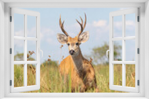 Fototapeta Naklejka Na Ścianę Okno 3D - Ciervo de los Pantanos