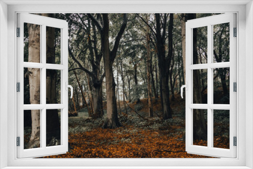 Fototapeta Naklejka Na Ścianę Okno 3D - Pilz im Wald