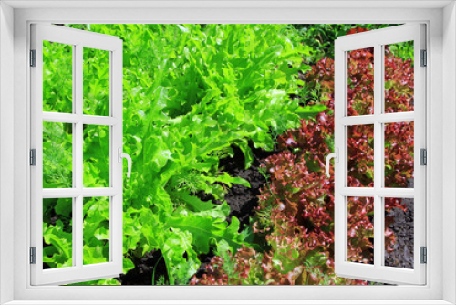 Fototapeta Naklejka Na Ścianę Okno 3D - Red and green lettuce