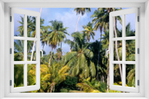 Fototapeta Naklejka Na Ścianę Okno 3D - Cocos nucifera , Cocotier, Ile de la Digue, Seychelles