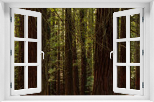 Fototapeta Naklejka Na Ścianę Okno 3D - bosque de secuoyas