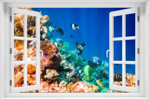 Fototapeta Naklejka Na Ścianę Okno 3D - Tropical Coral Reef.