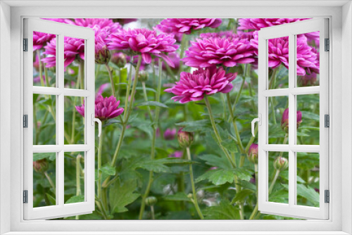 Fototapeta Naklejka Na Ścianę Okno 3D - Chrysanthemums colored garden field, summer plant fresh flora outdoors. AI generated.