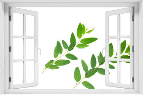 Fototapeta Naklejka Na Ścianę Okno 3D - Eucalyptus leaves on white background.