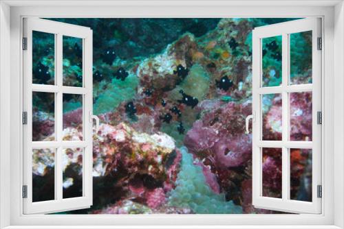 Fototapeta Naklejka Na Ścianę Okno 3D - Threespot dascyllus and Sea anemone in IOP Izu, Japan