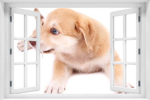 Fototapeta Naklejka Na Ścianę Okno 3D - Little cute Golden Retriever puppy, isolated on white
