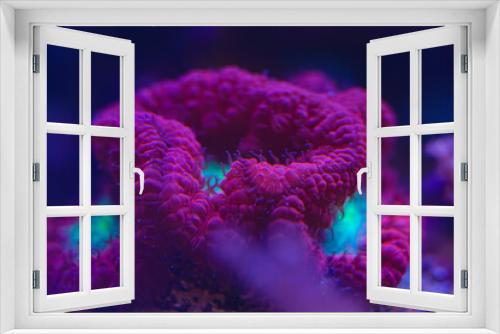 Fototapeta Naklejka Na Ścianę Okno 3D - marine LPS coral Trachyphyllia, Lobophyllia macro photo, selective focus