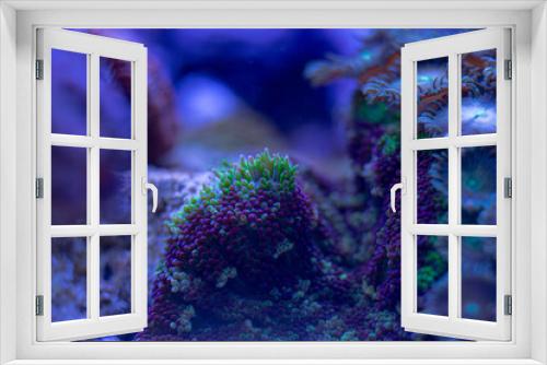 Fototapeta Naklejka Na Ścianę Okno 3D - sea soft coral Rhodactis macro photo, selective focus