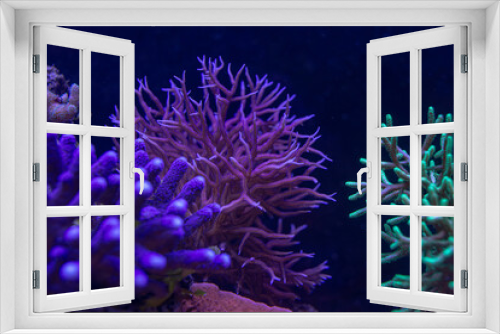 Fototapeta Naklejka Na Ścianę Okno 3D - beautiful sea reef, colony of SPS corals