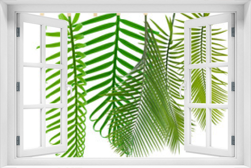Fototapeta Naklejka Na Ścianę Okno 3D - palmes sur corde à linge, fond blanc