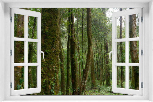 Fototapeta Naklejka Na Ścianę Okno 3D - Green woodland in nature and environment conserve for fresh air