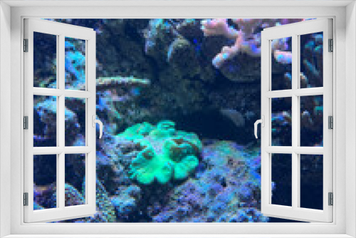 Fototapeta Naklejka Na Ścianę Okno 3D - colorful sea corals and marine animals in the aquarium