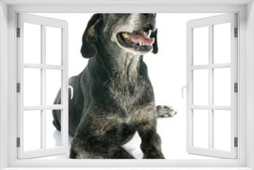Fototapeta Naklejka Na Ścianę Okno 3D - old dog