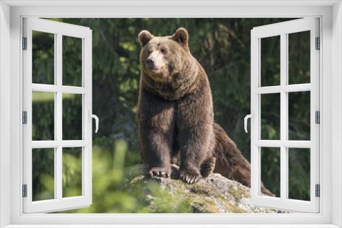 Fototapeta Naklejka Na Ścianę Okno 3D - brown bear male