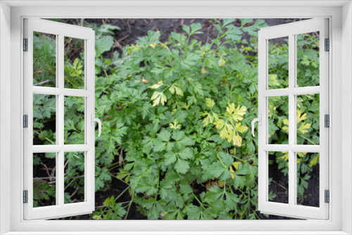 Fototapeta Naklejka Na Ścianę Okno 3D - growing parsley in the garden