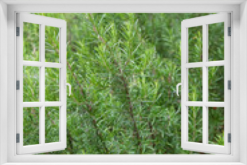 Fototapeta Naklejka Na Ścianę Okno 3D - Rosemary