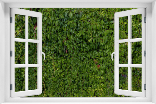Fototapeta Naklejka Na Ścianę Okno 3D - Green leaves wall background. Green leaves wall texture. Natural background.