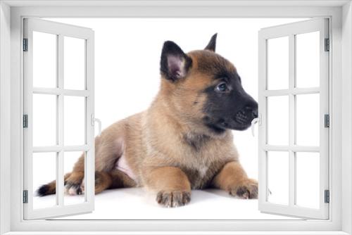 Fototapeta Naklejka Na Ścianę Okno 3D - puppy malinois