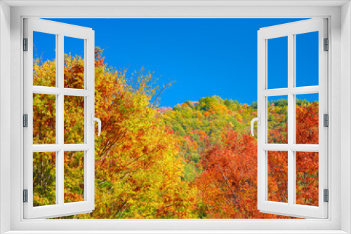Fototapeta Naklejka Na Ścianę Okno 3D - 紅葉した山の木の葉　秋