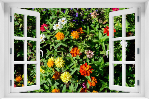 Fototapeta Naklejka Na Ścianę Okno 3D - Many beautiful large vivid pink, orange, red and white zinnia flowers in full bloom on blurred green background, photographed with soft focus in a garden in a sunny summer day