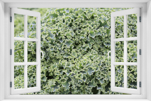 Fototapeta Naklejka Na Ścianę Okno 3D - Green kale in the garden